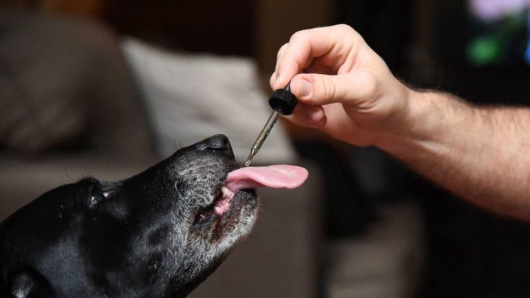 Outstanding Benefits of Giving Your Dogs CBD Oil  