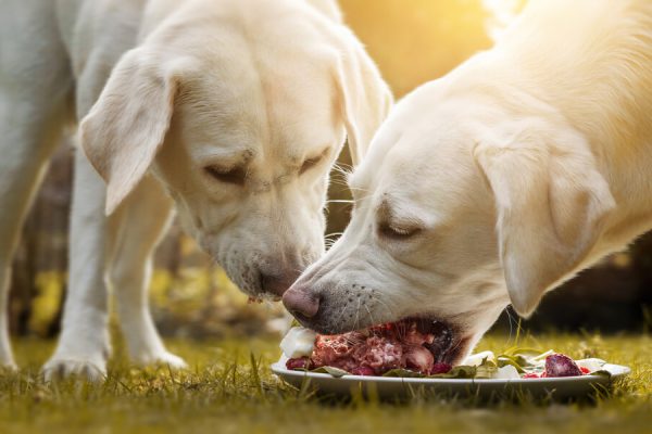Feed Your Pet The Best: Barf Pet Foods
