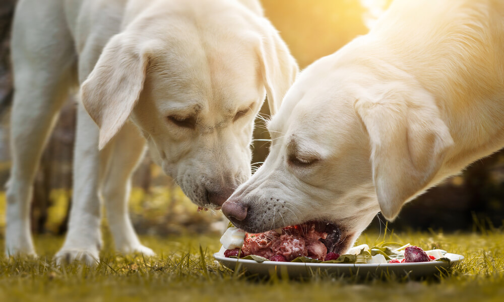 Barf Pet Foods
