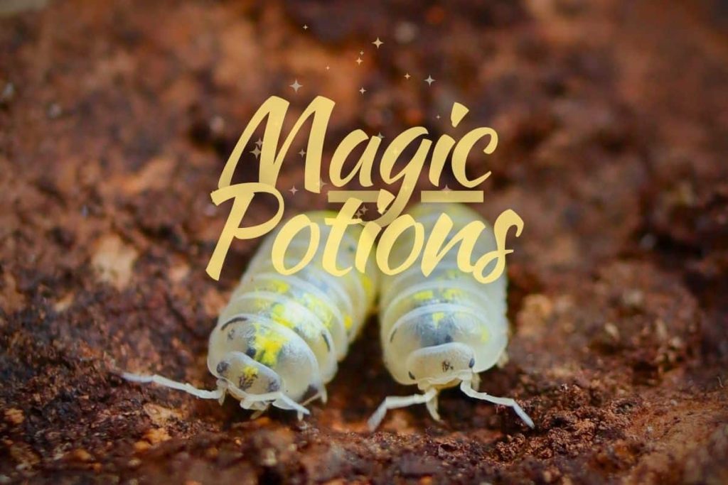 magic potion isopods 